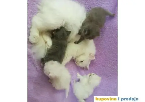 Persijski mačići (Doll face) - 1/10