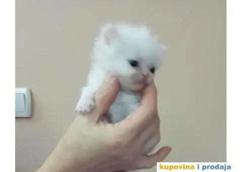 Persijski mačići (Doll face) - 2/10