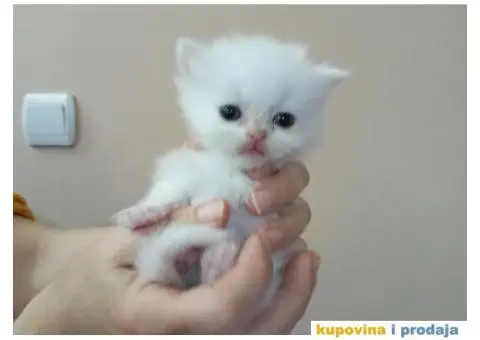 Persijski mačići (Doll face) - 3/10