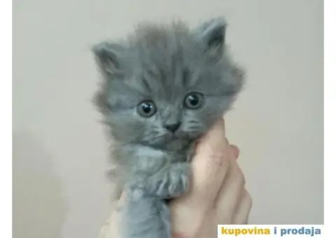 Persijski mačići (Doll face) - 4/10