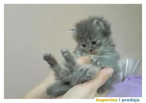 Persijski mačići (Doll face) - 5/10