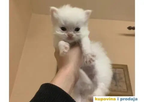 Persijski mačići (Doll face) - 6/10