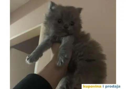 Persijski mačići (Doll face) - 7/10