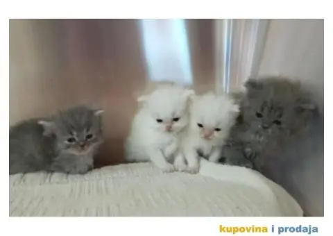 Persijski mačići (Doll face) - 8/10