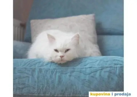 Persijski mačići (Doll face) - 9/10