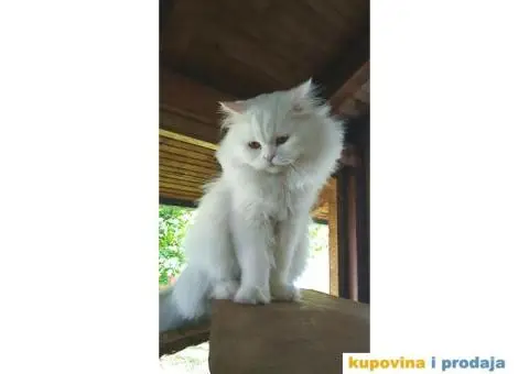 Persijski mačići (Doll face) - 10/10
