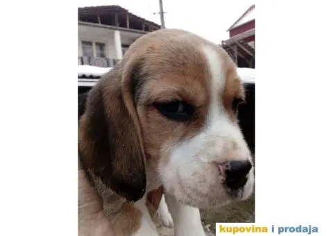 Bigl stenci na prodaju - 1/14