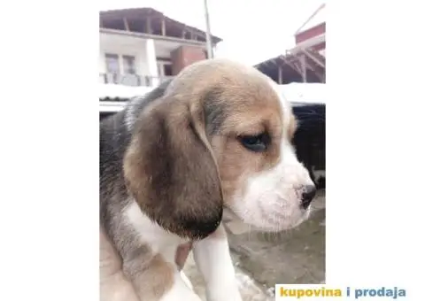 Bigl stenci na prodaju - 2/14