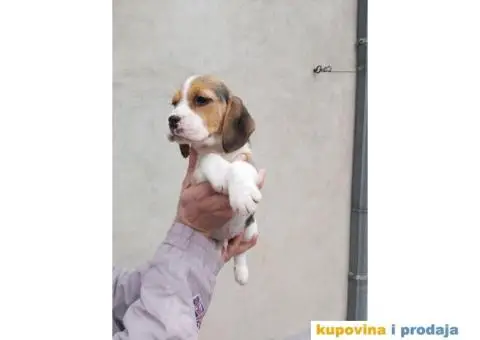 Bigl stenci na prodaju - 3/14