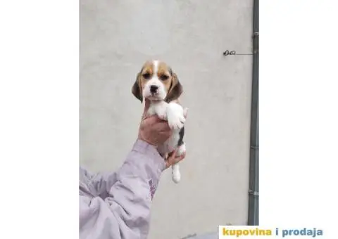 Bigl stenci na prodaju - 4/14