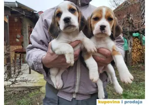 Bigl stenci na prodaju - 5/14