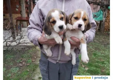 Bigl stenci na prodaju - 6/14