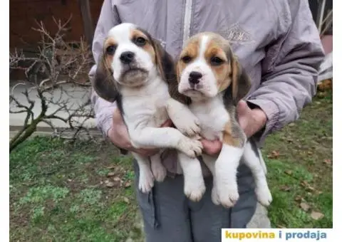 Bigl stenci na prodaju - 7/14