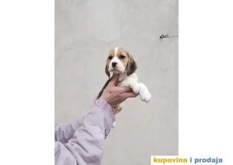 Bigl stenci na prodaju - 8/14