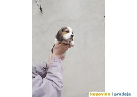 Bigl stenci na prodaju - 9/14