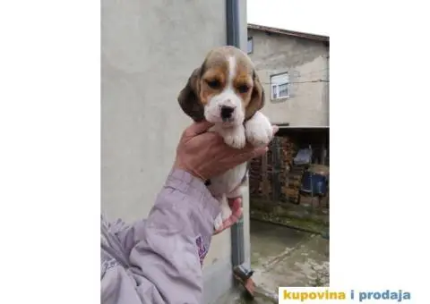 Bigl stenci na prodaju - 10/14