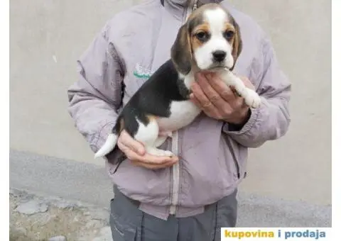 Bigl stenci na prodaju - 11/14