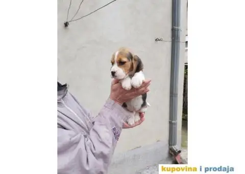 Bigl stenci na prodaju - 12/14