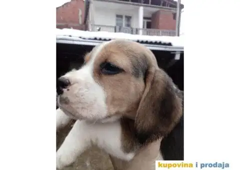 Bigl stenci na prodaju - 13/14