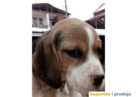 Bigl stenci na prodaju - 14/14