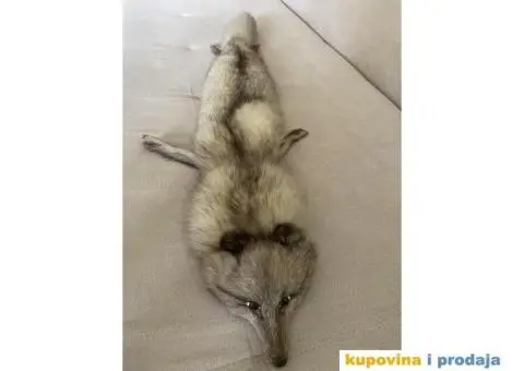 Lisica pravo krzno - 2/4