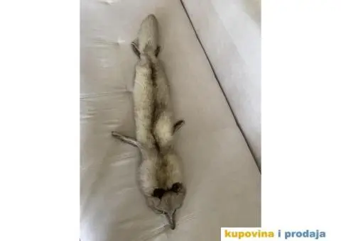 Lisica pravo krzno - 3/4