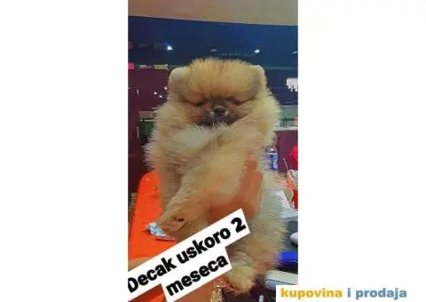 POMERANAC vrhunski štenci na prodaju