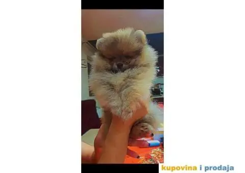 POMERANAC vrhunski štenci na prodaju - 2/2
