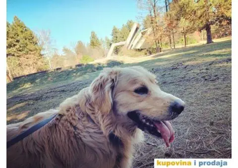 Zlatni retriver traži ženku za parenje - 1/4