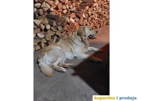 Zlatni retriver traži ženku za parenje - 2/4