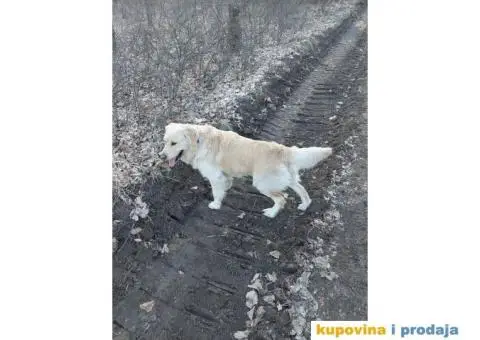 Zlatni retriver traži ženku za parenje - 3/4