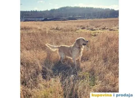 Zlatni retriver traži ženku za parenje - 4/4