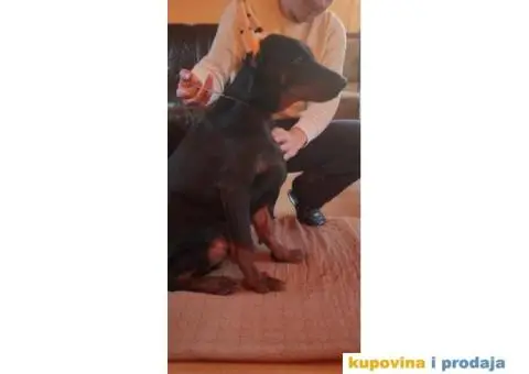 Doberman stenci - 2/5