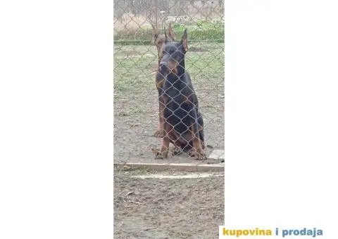 Doberman stenci - 5/5