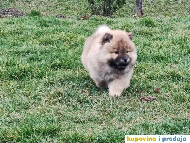 Chow chow zenka - 1