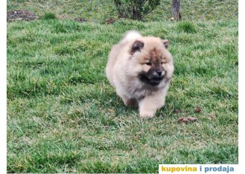 Chow chow zenka - 1/6