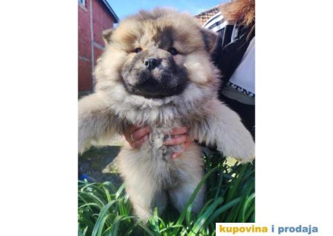 Chow chow zenka - 2/6