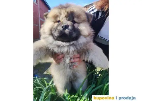 Chow chow zenka - 2/6