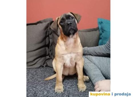 Bullmastif stenci - 4/8