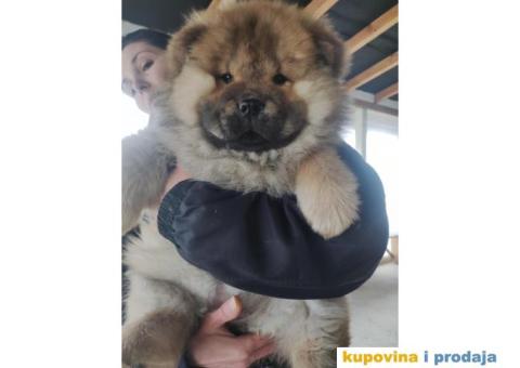 Chow chow zenka - 3/6