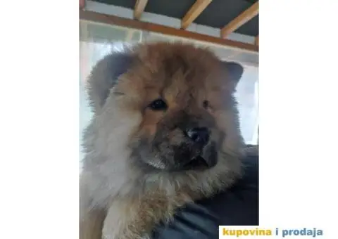 Chow chow zenka - 4/6