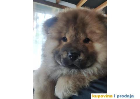 Chow chow zenka - 5/6