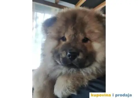 Chow chow zenka - 5/6
