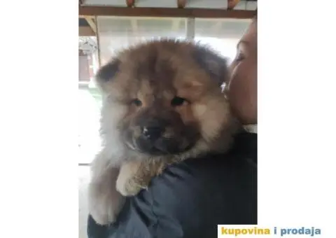 Chow chow zenka - 6/6