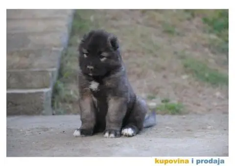 Kavkaski ovčar ŠTENCI - 1/10