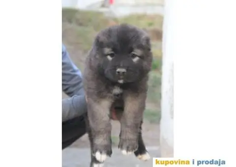 Kavkaski ovčar ŠTENCI - 2/10