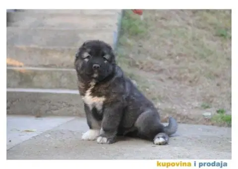 Kavkaski ovčar ŠTENCI - 3/10