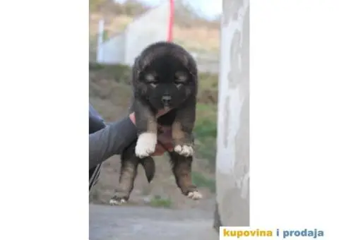 Kavkaski ovčar ŠTENCI - 4/10