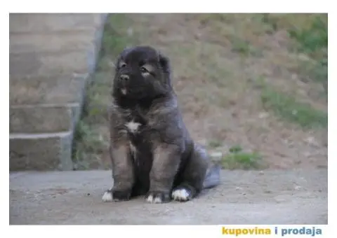 Kavkaski ovčar ŠTENCI - 5/10