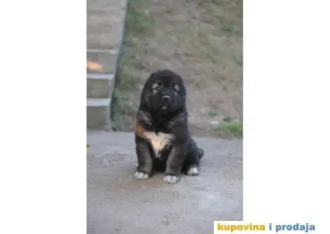 Kavkaski ovčar ŠTENCI - 6/10